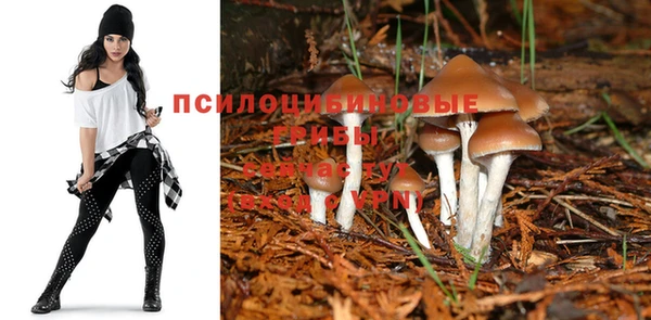 стаф Алзамай